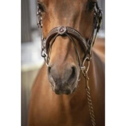 PÉNÉLOPE Penelope Zaum Harmonie Havanna -Reitsportbedarf Geschäft ekkia penelope harmonie hoofdstel 10.94806b