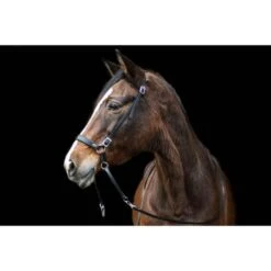 F.R.A. Gebisslose Trense Janosch Braun/Brass Metal -Reitsportbedarf Geschäft fra janosch black 2.ca6f52