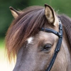 Kavalkade Stirnriemen Kjartan-Fleginn Schwarz 9 Kavalkade Stirnriemen Kjartan-Fleginn Schwarz -Reitsportbedarf Geschäft kavalkade 20291 02.feb7c4