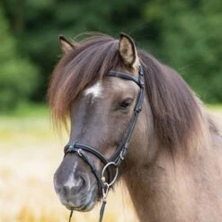 Kavalkade Stirnriemen Kjartan-Fleginn Schwarz 8 Kavalkade Stirnriemen Kjartan-Fleginn Schwarz -Reitsportbedarf Geschäft kavalkade 20291 03.ecaf44