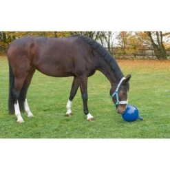 Kerbl Spielball F. Pferde Rot 25cm -Reitsportbedarf Geschäft ke 323991.f5908f 1