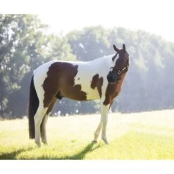 Kentucky Horsewear Kentucky Relax Horse Toy Alvin 11 Kentucky Horsewear Kentucky Relax Horse Toy Alvin -Reitsportbedarf Geschäft kentucky 65835cba12896 8444963edeeb608bfeb96cbe5df0ac613d4d9898 82155 25 100.7e5b7b