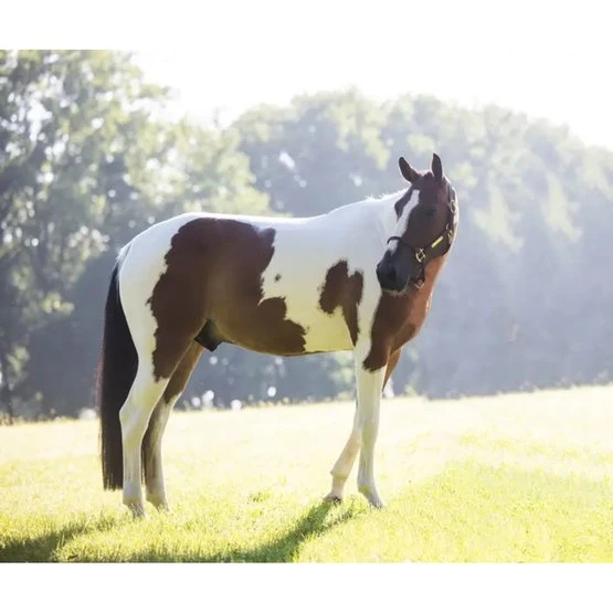 Kentucky Horsewear Kentucky Relax Horse Toy Alvin 6 Kentucky Horsewear Kentucky Relax Horse Toy Alvin – Bild 4