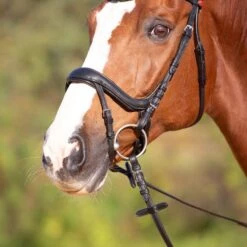 Kieffer Trense Amy Ultrasoft, Schwedisch Mit Schnalle, Sperriemen, Anatomisch Braun 16 Kieffer Trense Amy Ultrasoft, Schwedisch Mit Schnalle, Sperriemen, Anatomisch Braun -Reitsportbedarf Geschäft kieffer 3144 kieffer ultrasoft amy horse 1.b1a970