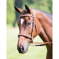 Avignon By Shires Trense Cavesson Gepolstert & Verstellbar Schwarz -Reitsportbedarf Geschäft productsh 3921 oak.6864d0